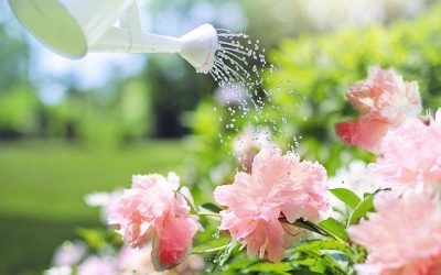 Transformez votre jardin en havre de la durabilité