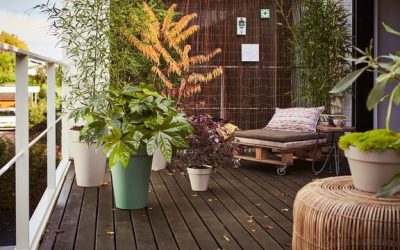 Que mettre dans de grands pots sur une terrasse ?