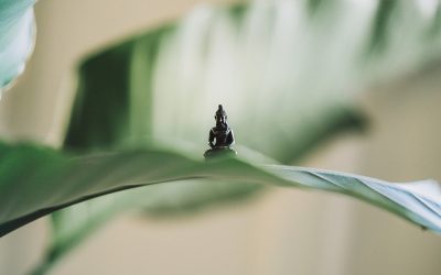 La domothérapie : définition, domothérapeute et liste d’associations par région