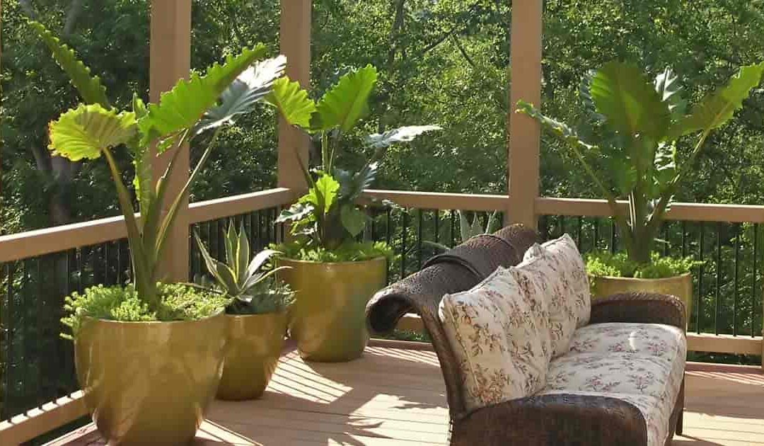 Les meilleures plantes d’extérieur pour terrasse