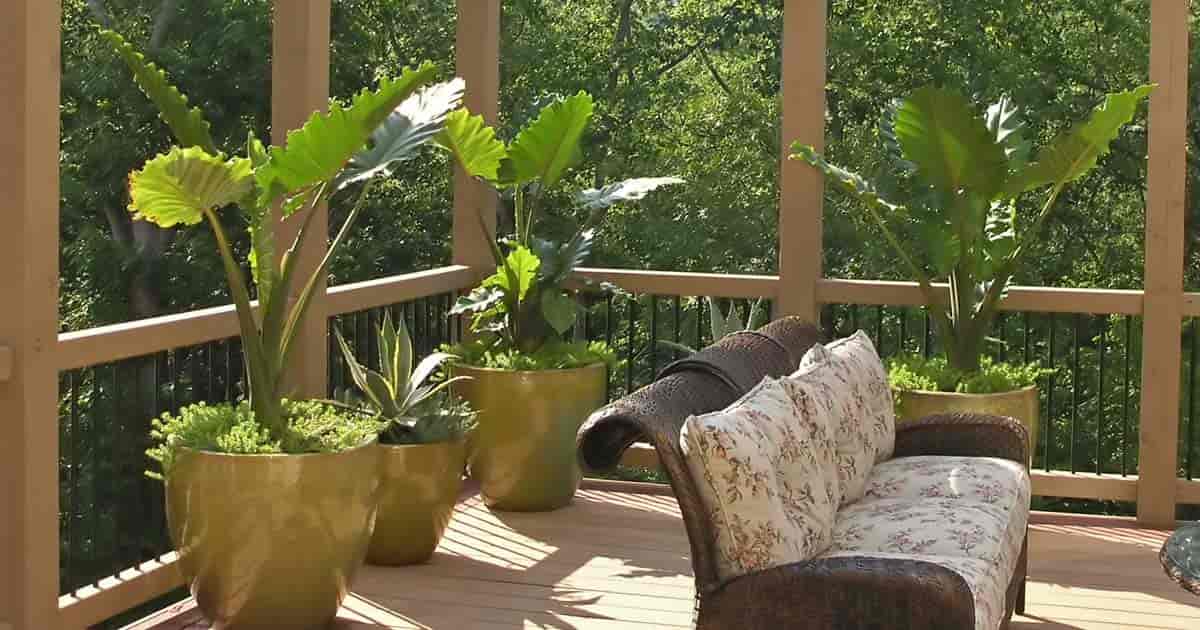 plantes d’extérieur pour terrasse